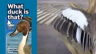 How to ID Waterfowl | Duck Wings