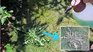 How to make homemade vinegar salt weed killer secret recipe - DIY and Natural