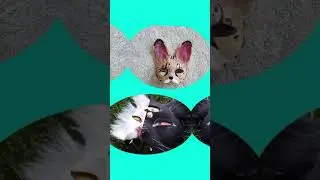 Идеи масок для квадробики 😘#2024 #cat #хобби