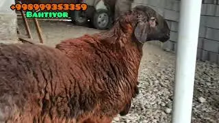 ГИССАРСКИЙ КУЧКАР БАХТИЯРА ПО КЛИЧКЕ ТАВИЛЬ 😎 / MASHHUR XISORI QOCHQOR