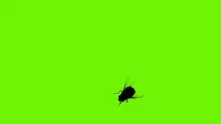 Free Sample Footage - Housefly Isolated on the Green Screen