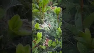 Japan has such COOL wild SPIDERS!!! 🇯🇵 🕷️ #shorts