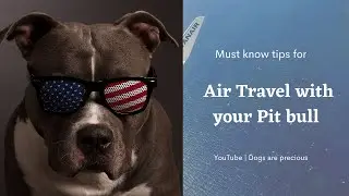 🆕Traveling With Your Pitbull ➡ How To Travel With Your Dog On A Plane Video