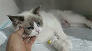 Шов у кошки после лапараскопической кастрации.