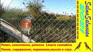 Репел, коноплянка, реполов  Linaria cannabina - Пение, содержание, кормление,мысли в слух.