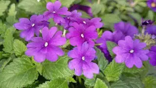 How to make ???BEAUTIFUL