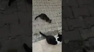 Кот играет с бабочкой.