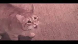 une brave chatte