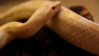 No Copyright Stock Footage - Albino Snake