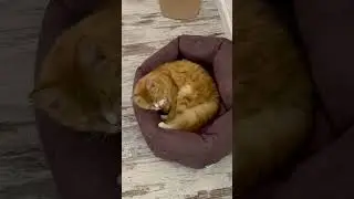 Здається нове місце відпочинку їй сподобалось 😻🤟 