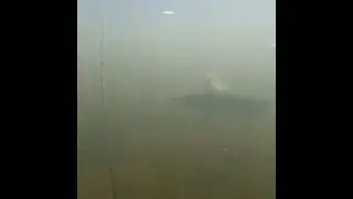 Щука атакует окуня.