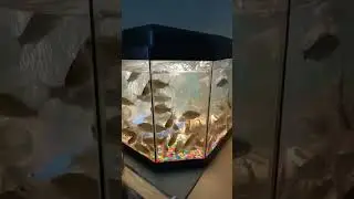 Держу карася в домашнем аквариуме. Скоро еду на рыбалку на ЗУБАСТУЮ