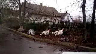 Индюки сепаратисты