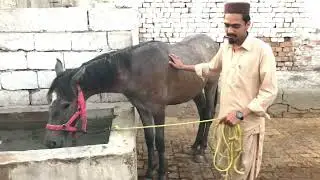 Horse farm #equestrianlife#firsttime#horse#crossing#animals#pony#horselover#horses#entertainment#usa