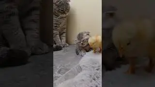 СМЕЛЫЙ ЦЫПЛЁНОК😻BOLD CHICKEN