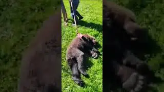 В Тверской области усыпили медведя, который вышел к людям