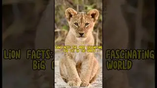 Lion Facts: The Most Fascinating Big Cat in the World #shorts