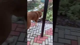 Ингир с Дачной, 6 мес. Катается, ч.2
