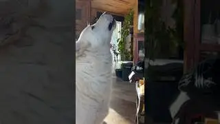 This is a FIRST!! Miss Snow Howls Like a Wolf! 