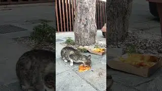 Голодная #кошка #shortvideo #shorts #кот #котик #котенок #бездомныеживотные #cat #cats #catlover
