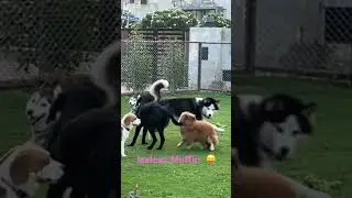 The Boys Gang | In-house Pet Hostel at Mohali Pawwnation “Be My Guest” #dog #daycare #pets #life