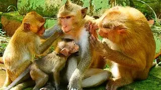 POOR BABY MONKEY ABANDONE HUNGRY TRY MILK 