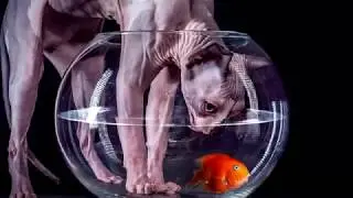 100ASA - Are You A Dog Lover Or A Cat Lover?