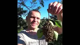 Найбільший рій в світі)