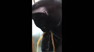 Lola arranges fake foilage