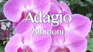 Adagio (Tomaso Albinoni) | Instrumental Piano