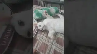 #cat