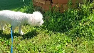 Puppy Meets a Bumble Bee