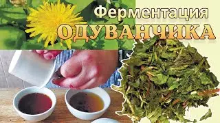 Чай из одуванчика. Ферментация одуванчика.