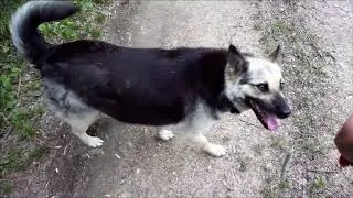 Жизнь в Ладозино. Прогулка с собаками