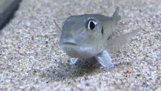 Enantiopus Kilesa WF
