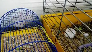 Прикольные хомячки (1-й сезон)