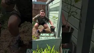 Planting out tomatoes using the string method 