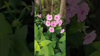 цветение флоксов.  продажа. Самовывоз