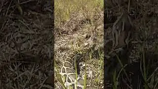 How Burmese pythons became an invasive species in Florida. 