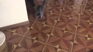 Как отучить кошку лазить на стол и в тарелку хозяина
