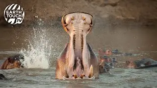 Hippos fight for territory