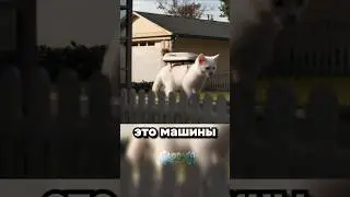 Котята — машины