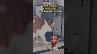 слишком балованный,в попу целованный #кот #рыжий #юмор