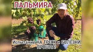 ПАЛЬМИРА - испытание треск и болезни прошла! (Беларусь, 2021)
