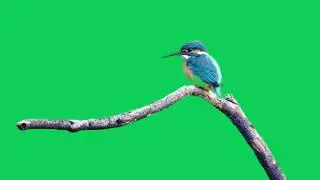 Green Screen Kingfisher bird
