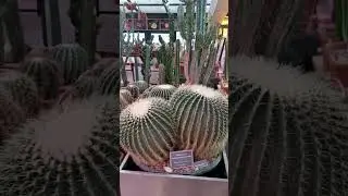 Безвкусица в кактусятнике
