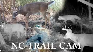 Bobcats, Foxes, Deer & More! NC Trail Cam Pickup