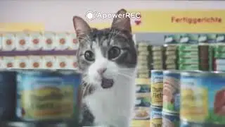 Коты захватили магазин! Cat Music