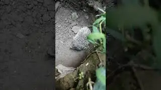 маленький ежонок попал в яму.