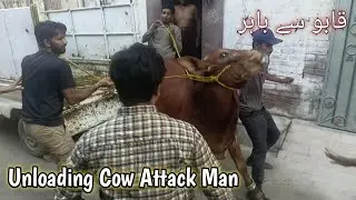 Cow Unloading Dangerous At My Home Cow Mandi 2023
